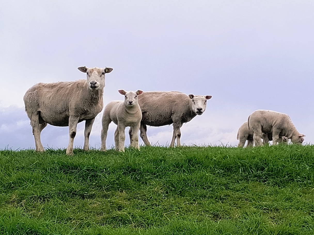 Dijk ter hoogte Schardam met schapen en lammeren
